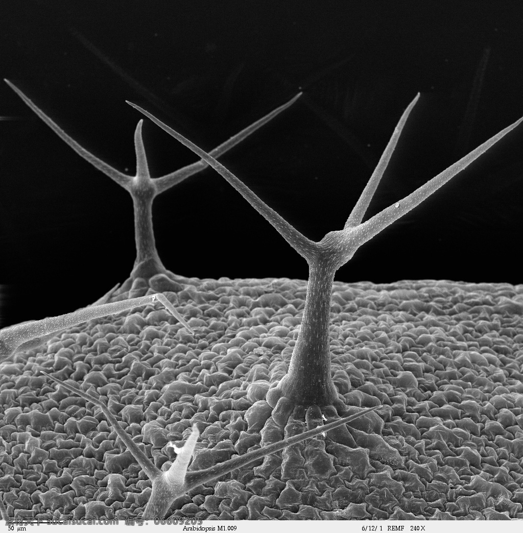 昆虫 显微镜 微生物 细胞 蛋白球 生命力