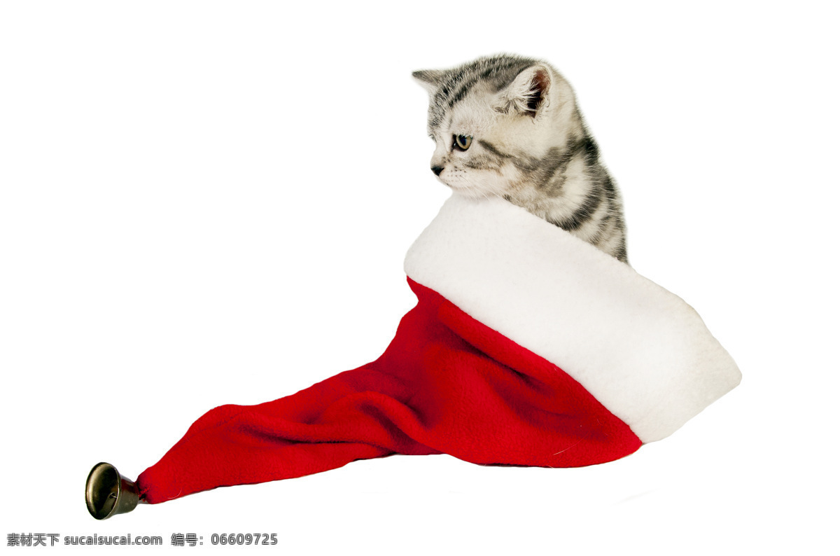 圣诞 帽 里 小猫 圣诞狗 圣诞猫 猫 圣诞节 圣诞动物 小动物 可爱 陆地动物 生物世界 白色