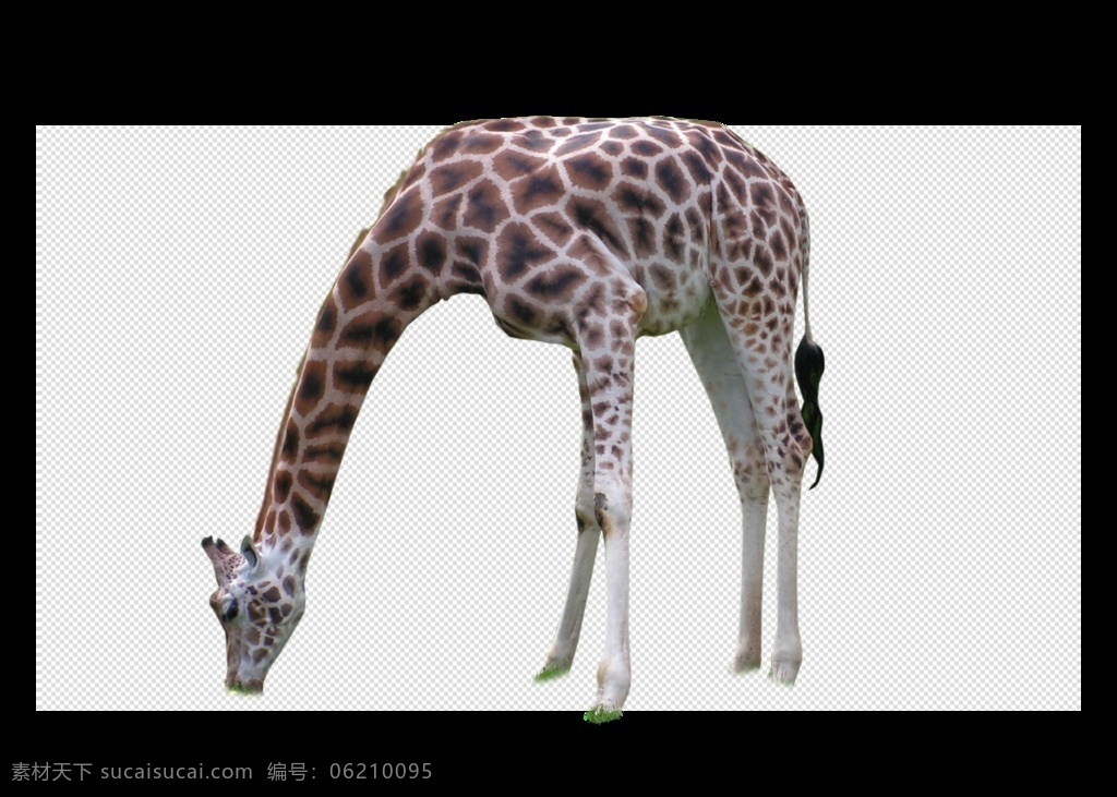 长颈鹿图片 长颈鹿 鹿 长脖子 最长脖子 长颈 透明底 动物 免抠图 psd分层图 分层图 免扣 透明 透明背景 物 分层