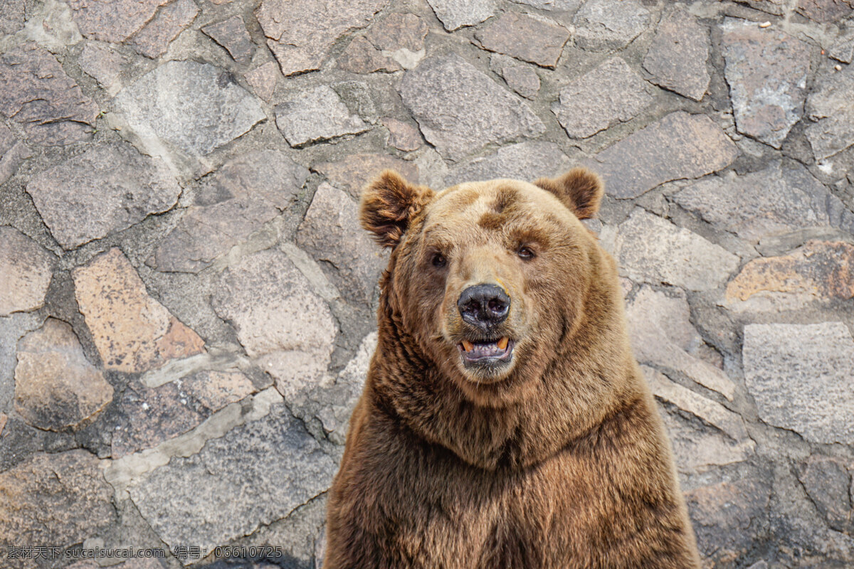 上海动物园 美洲 棕熊 动物 动物园 哺乳动物 熊 野生动物 美洲棕熊 大熊