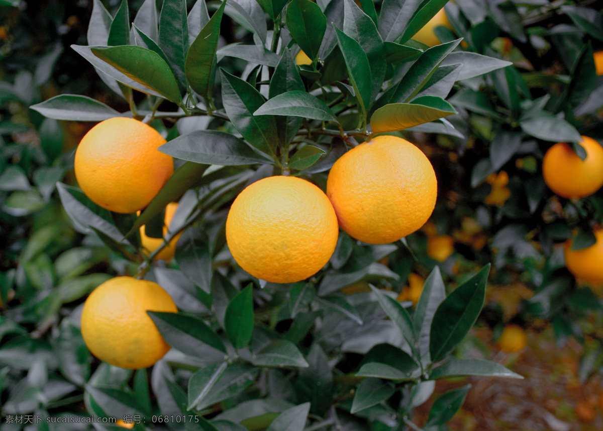 橙子图片 橙子桔子 桔林 蜜桔 时令水果 无核蜜桔 蜜橘 蜜柑 柑子 砂糖橘 砂糖桔 沙糖橘 甜桔 餐饮美食 食物原料