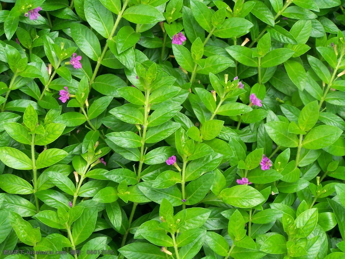 高清 淅 　 绿色植物 满天星 绿 绿草 绿草地 绿化 绿色 绿色背景 绿色底纹 绿色环保 绿色素材 绿色宣传海报 满天星植物 桌面 背景图片 绿叶 环保公益海报
