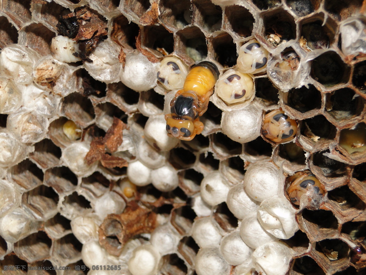 蜂巢 昆虫 生物世界 地蜂 蜂蛹 成虫 钻出巢穴