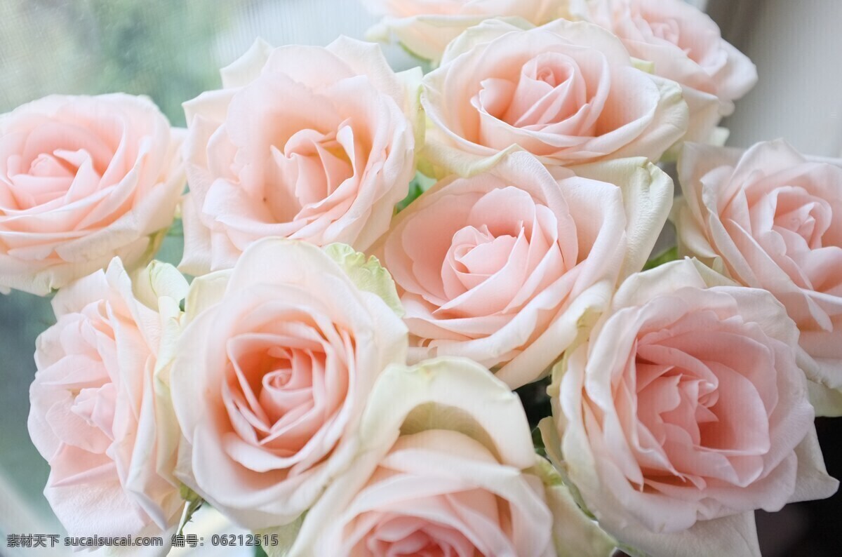 粉色玫瑰 漂亮 粉色 玫瑰 花朵 鲜花花朵 粉色花朵 花蕊 花瓣 花卉 园艺 生物学 植物 生物世界 玫瑰花盆 玫瑰花束 玫瑰花 鲜花 花 花草