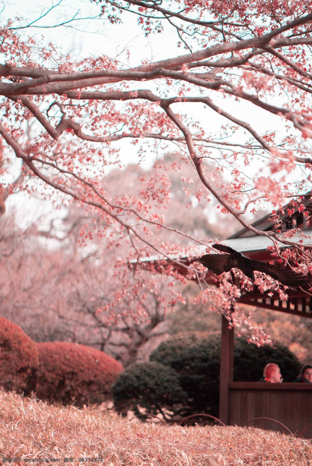 樱花 日式 唯美 粉色 清新 背景 背景素材