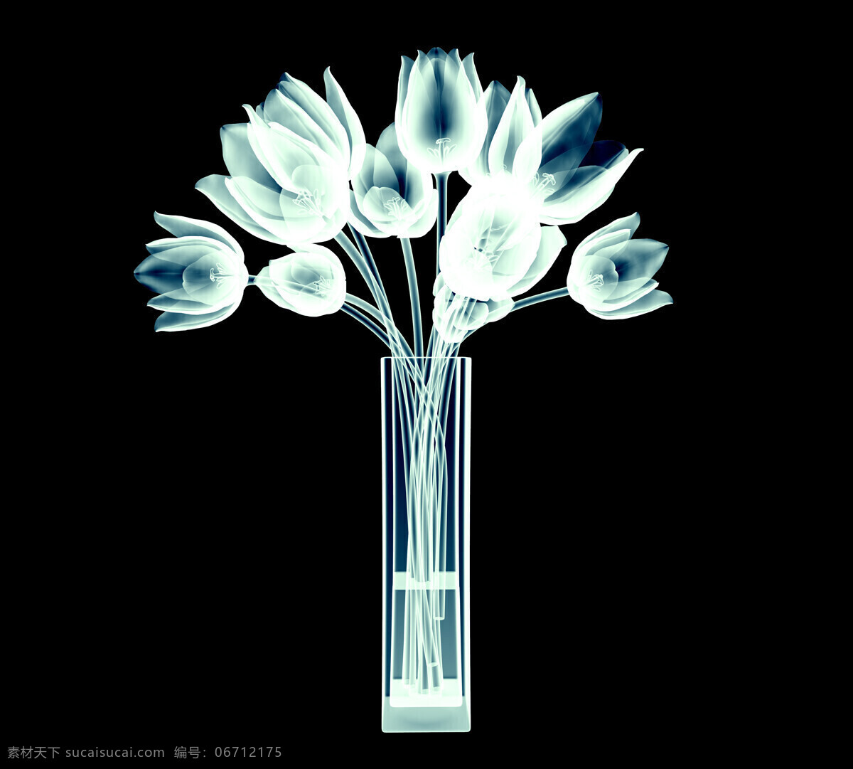 x 射线 扫描 郁金香 美丽鲜花 花朵 花卉 花瓶 梦幻花朵 其他类别 生活百科