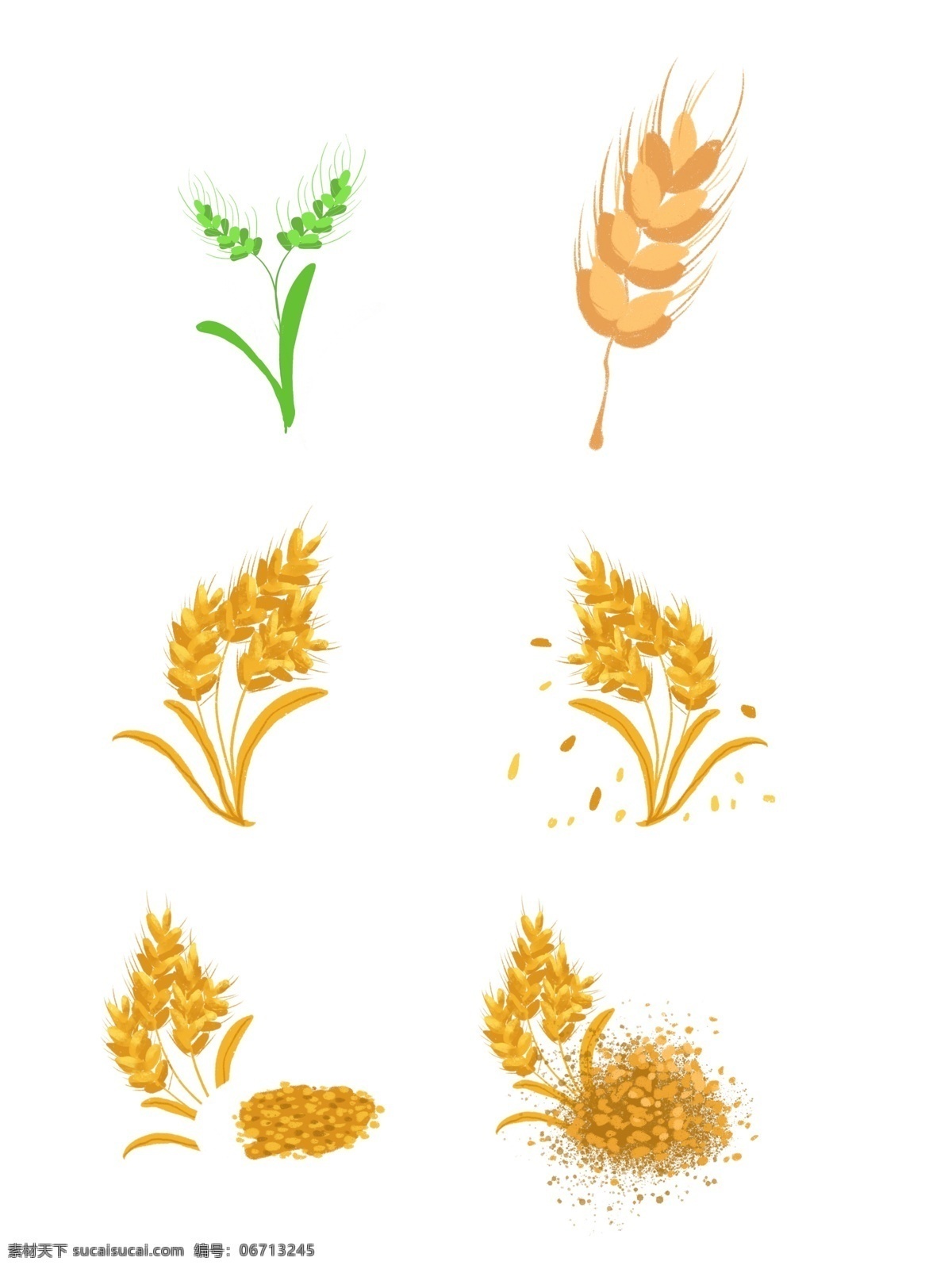 黄金大麦 小麦 成熟麦子 绿色麦子