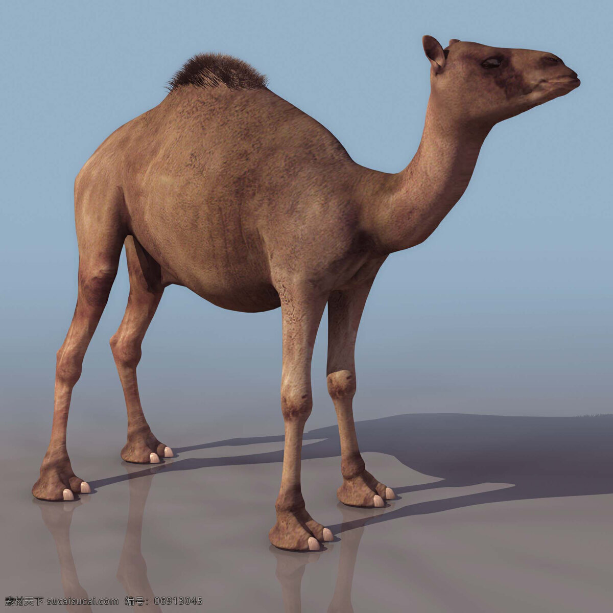 有贴图 dromedar 沙漠 动物 单峰驼 高模 动物模型 陆生动物 3d模型素材 动植物模型