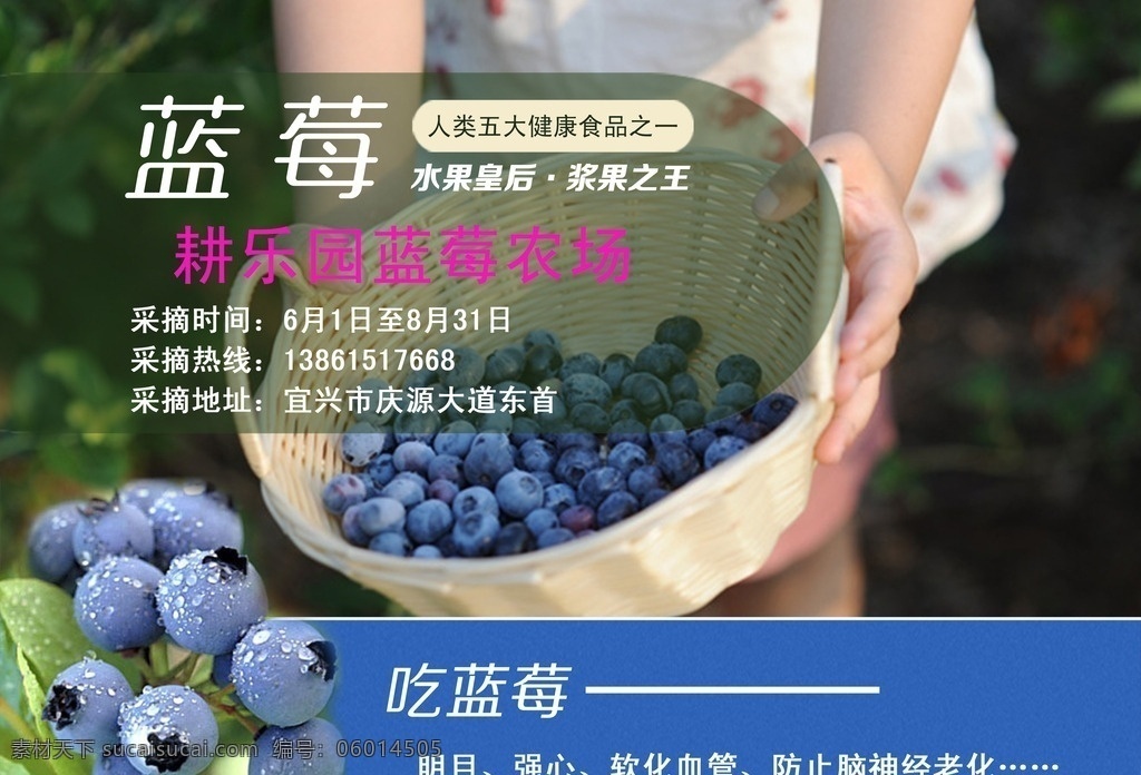 蓝莓采摘 蓝莓海报 蓝莓展板 蓝莓 蓝莓采摘海报