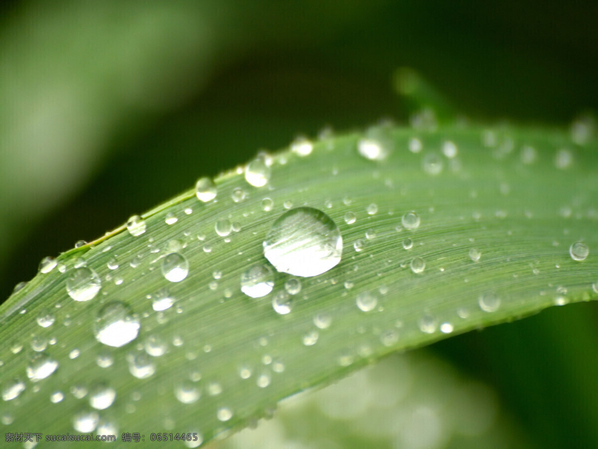 晶莹剔透 露水 露珠 绿叶背景 水滴 水珠 水珠图片 漂亮水珠 晨露 水珠特写 绿叶上的水珠 绿叶特写 水珠和绿叶 自然风景 自然景观 psd源文件