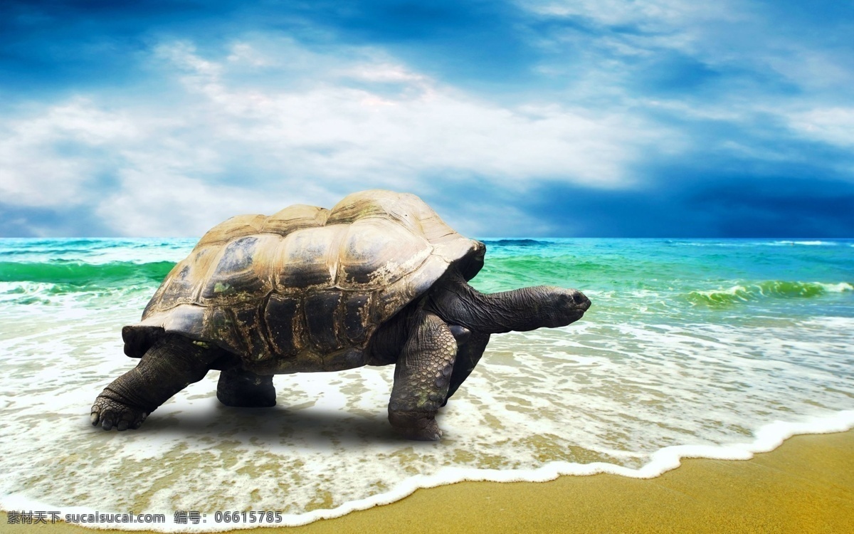 海边 动物 乌龟 海龟 蓝天 海水 沙滩