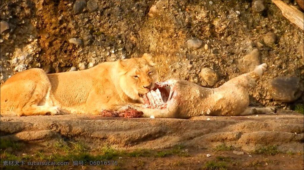 实拍 狮子 生 吃 猎物 视频 生吃 自然 动物