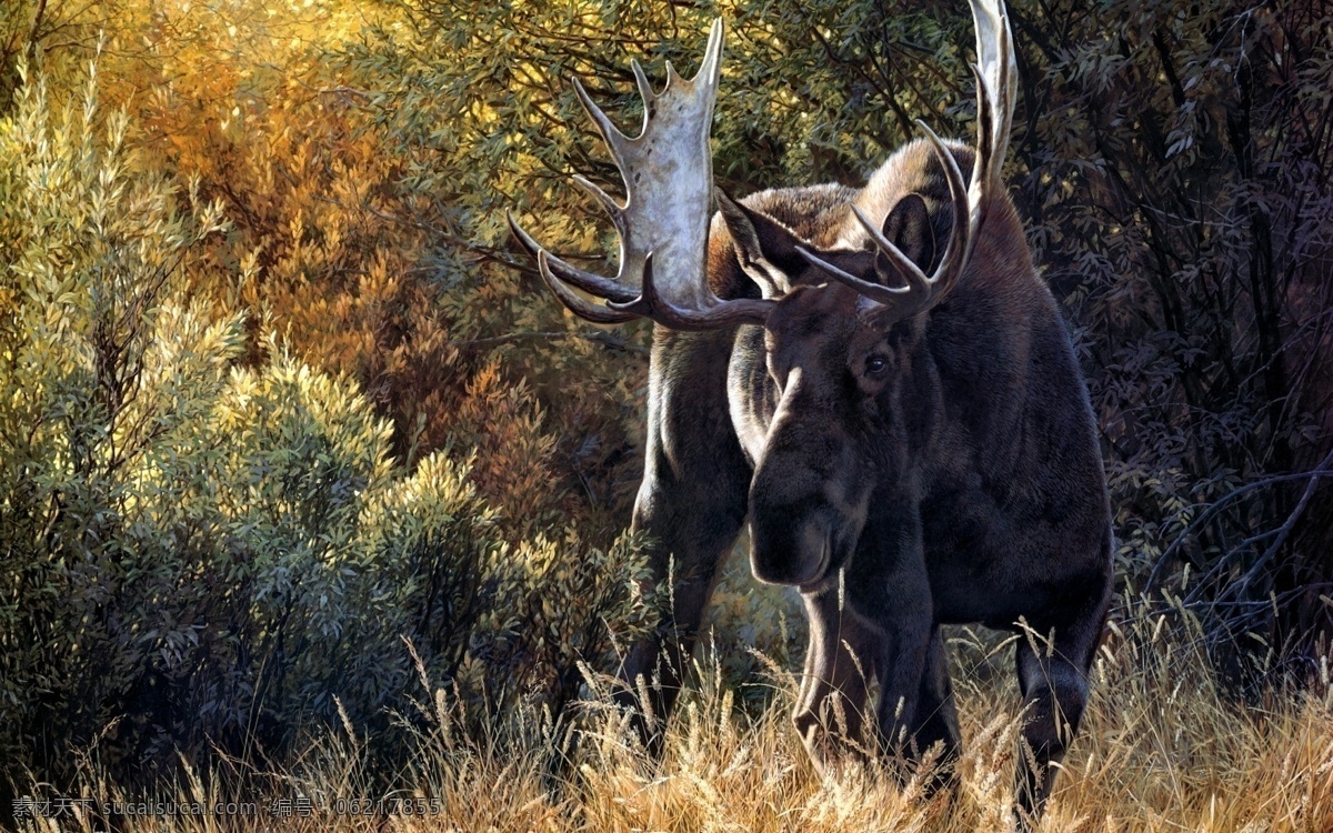 驼鹿 罕达犴 堪达犴 野生动物 生物世界