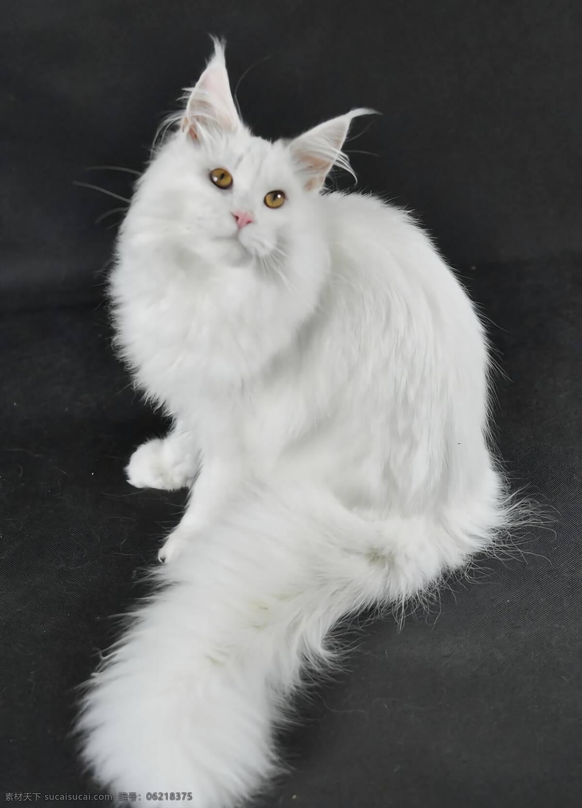 猫图片 猫 猫咪 小猫咪 公猫 母猫 猫素材 猫图片素材 猫儿 英短 布偶猫 英短猫 花狸猫 猫科动物 动物 灰猫 白猫 宠物猫 宠物 猫高清图素材