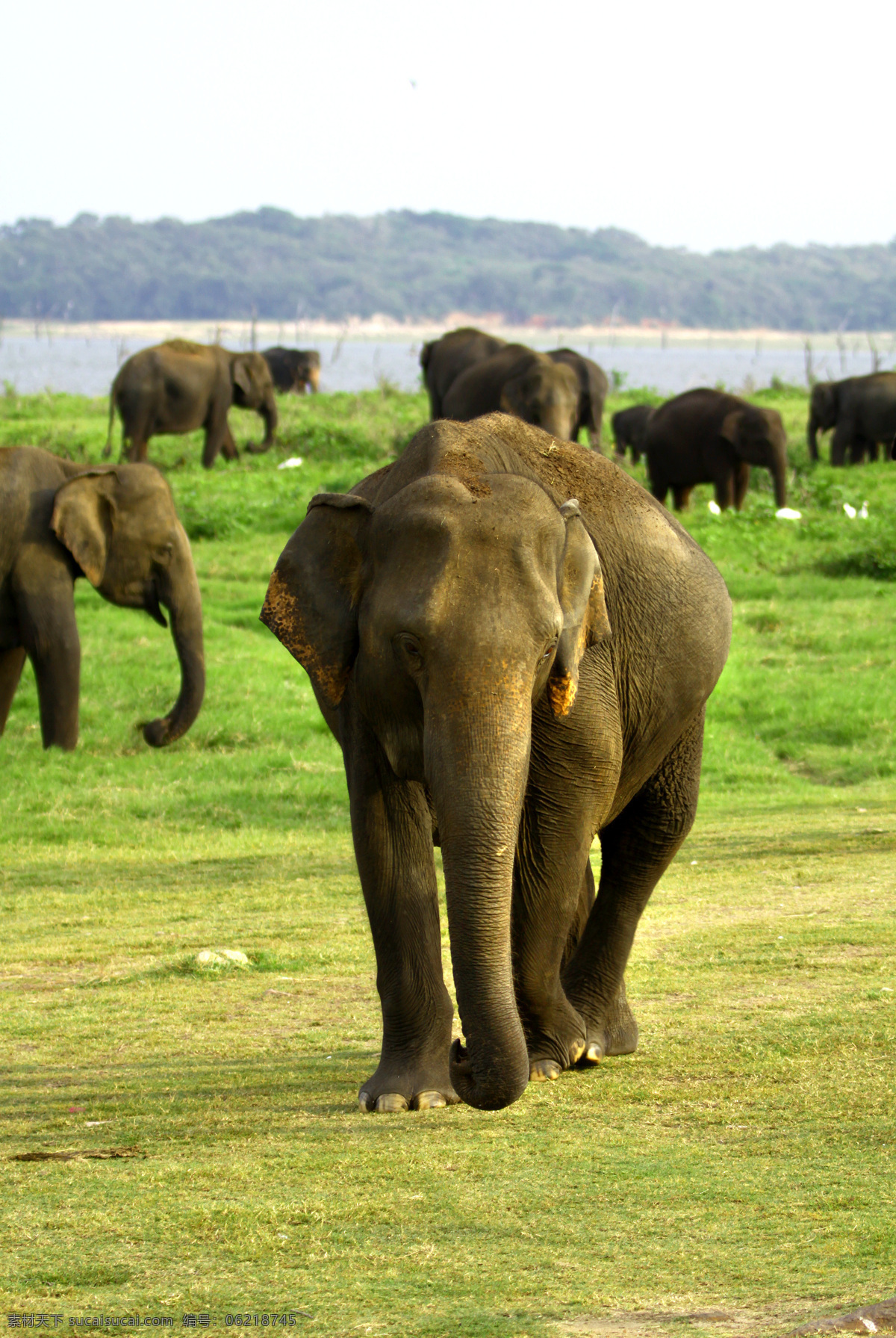 斯里兰卡大象 大象 象群 野生动物 斯里兰卡 斯里兰卡旅游 生物世界