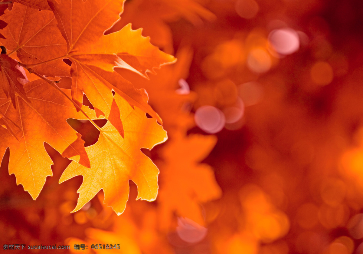 红枫叶 秋季 秋天 枫树 枫叶 灿烂 艳丽 树叶 叶子 背景 桌面 自然景观 自然风景 摄影图库