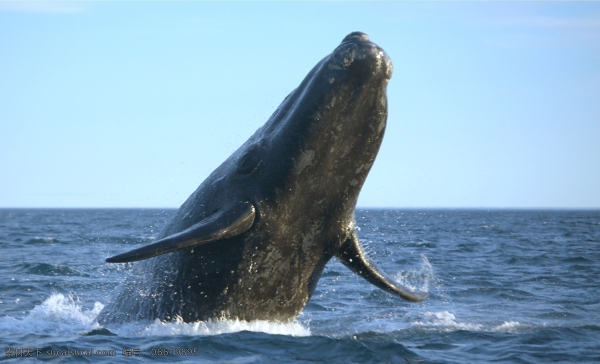大海里的鲸 鲸 大海 海面风景 海洋生物 水生物 海生物 动物摄影 水中生物 生物世界 黑色