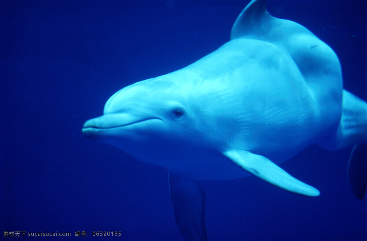 海洋免费下载 碧海 大海 广告 大 辞典 海豚 海洋 海洋生物 鲸鱼 鲨鱼 生物世界