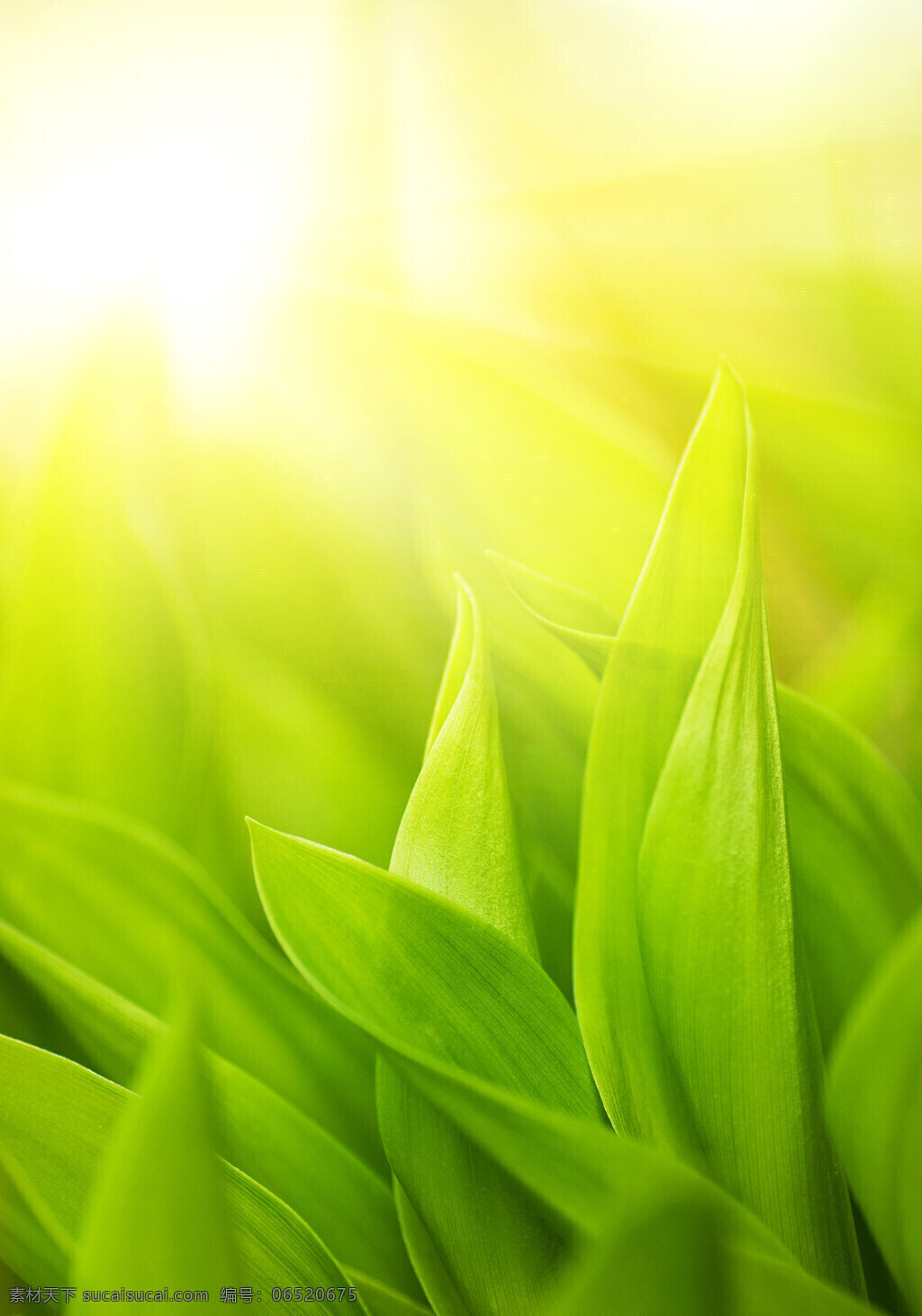 绿叶 温馨 植物 绿色 阳光 和煦 绿油油 生物世界 花草