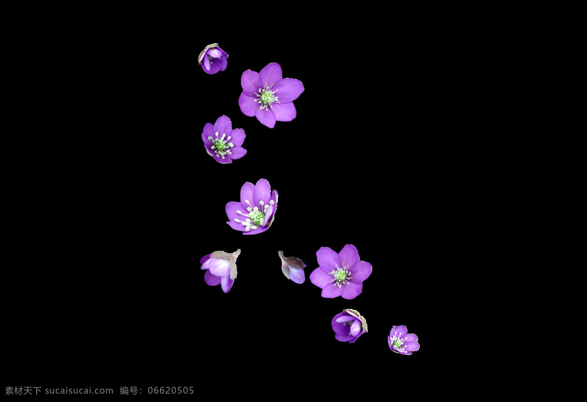 卡通 紫色 花朵 元素 png元素 花瓣 免抠元素 透明素材 鲜花