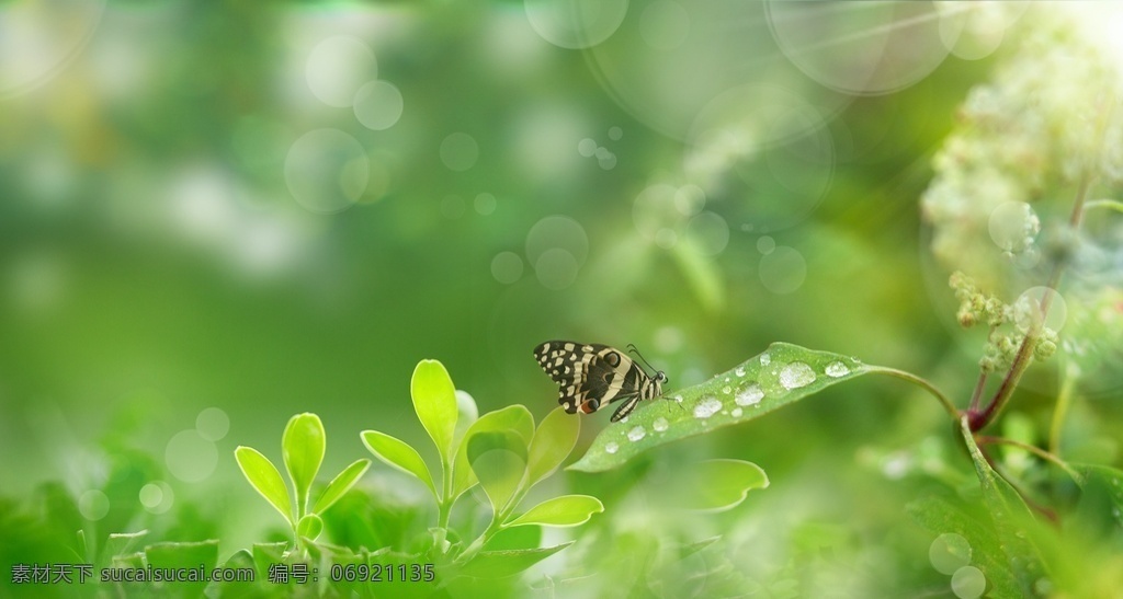 立春 小满 秋分 小暑 立冬 处暑 夏至 大暑 白露 立夏 寒露 微距 惊蛰 春 植物 雨水 二十四气节 水珠 蝴蝶 水花 液体 隔离 积雪草 滴管 水滴 photo 分层