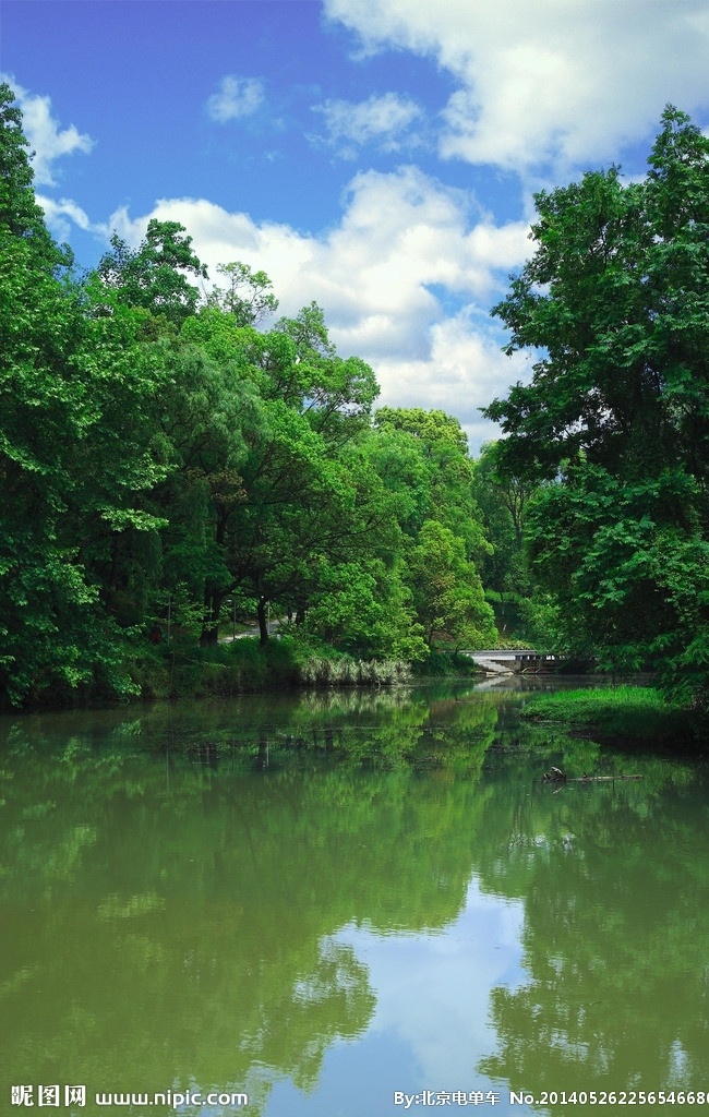 湿地公园 水塘 植物 茂密 大自然 倒影 梧桐林 云彩 蓝天 自然风景 自然景观