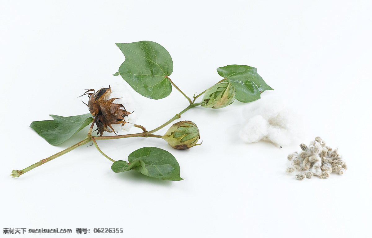 棉花 洁白的棉花 农业 农作物 棉 其他生物 生物世界 白色