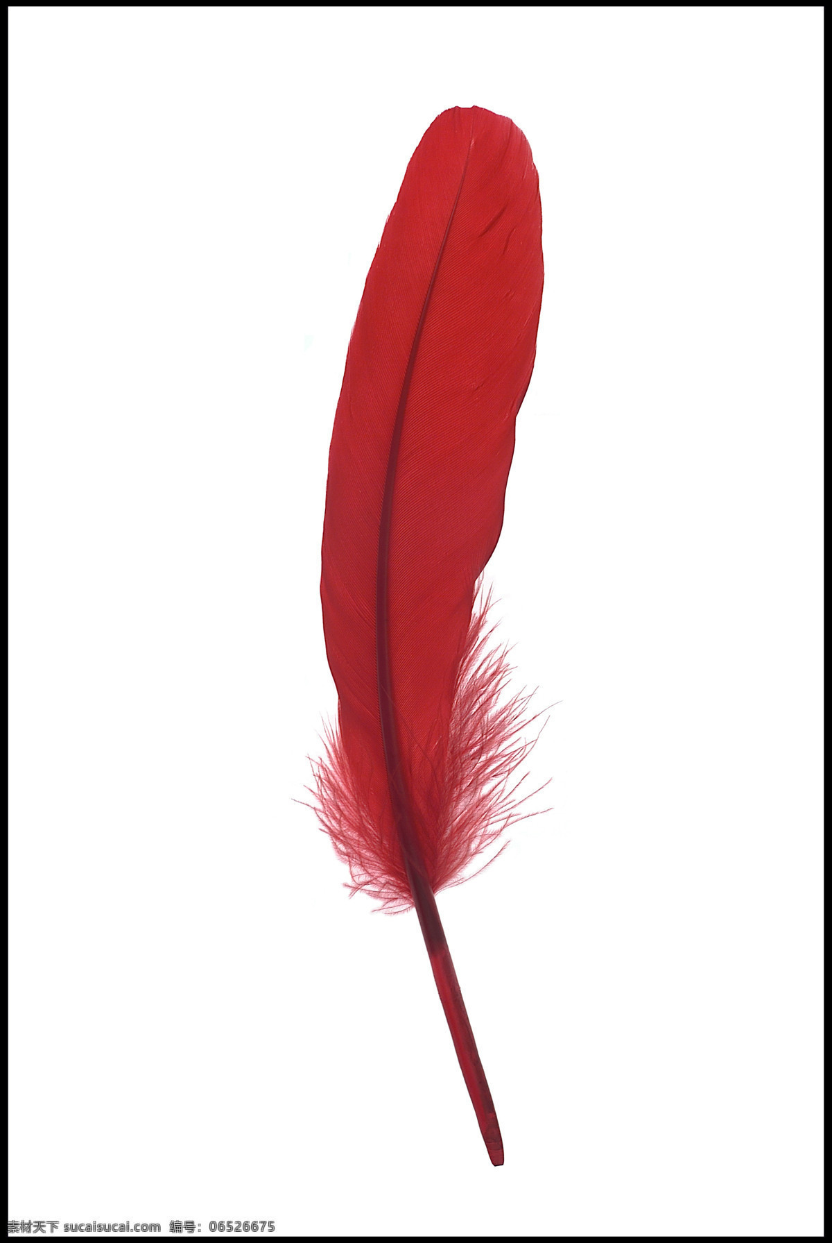 精美羽毛 精美 紅色羽毛 静物 写真 摄影图库 生物世界 鸟类 羽毛之美