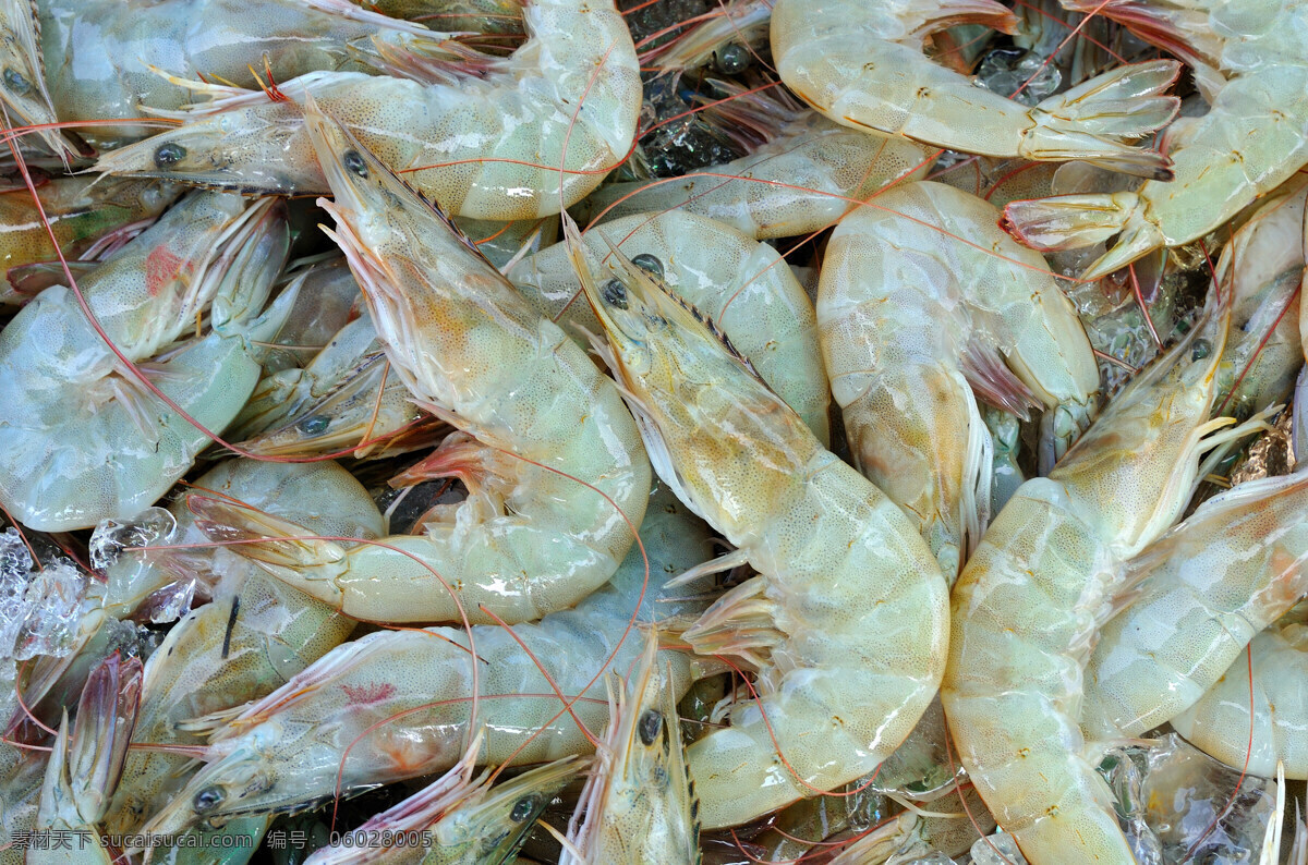 刚 捕捞 上岸 大虾 青虾 海虾 淡水虾 健康食品 美食 食物 海鲜 河鲜 美味 新鲜的大虾 高蛋白食品 高清图片 餐饮美食 食物原料