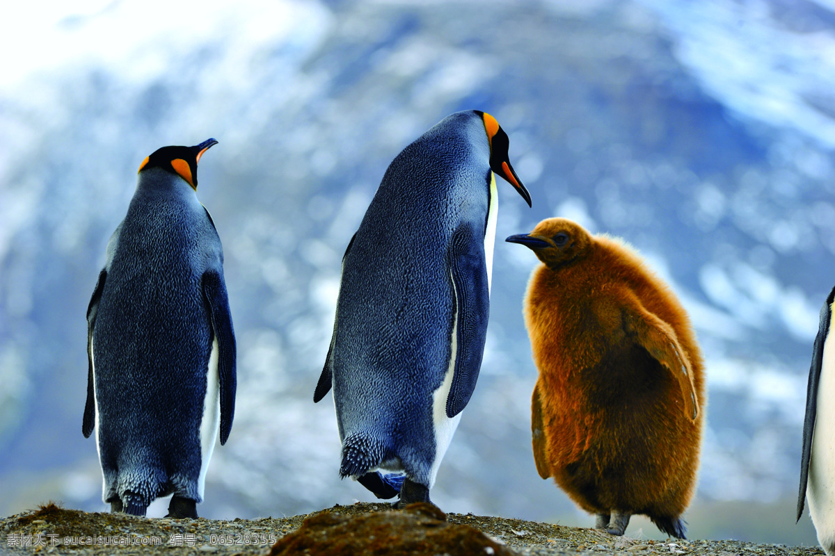 南极企鹅 企鹅 南极 南极洲 南极圈 寒冷 可爱 温情 旅游 鸟类 生物世界