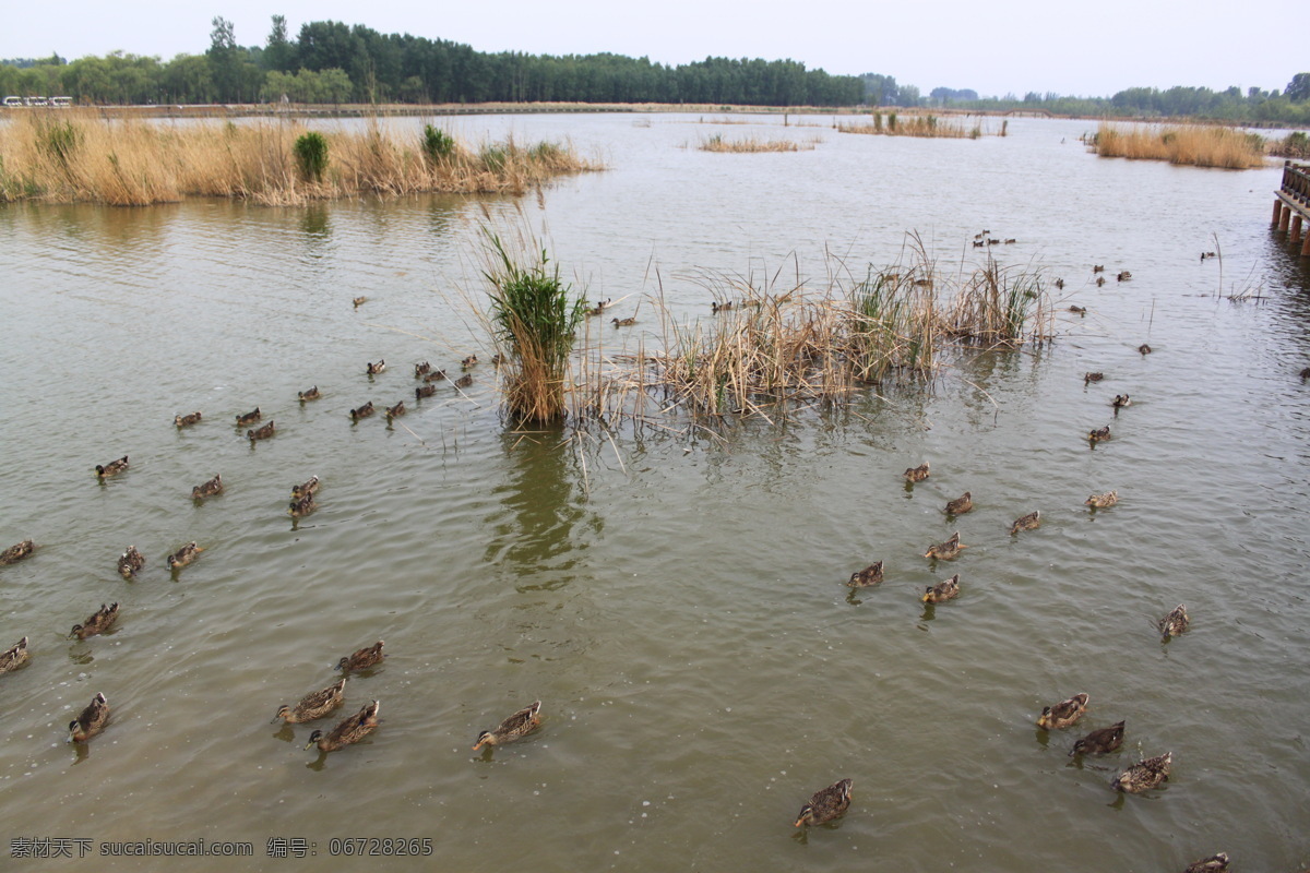 野鸭湖 湿地 公园 芦苇 湖 自然 野鸭 自然风景 旅游摄影 灰色