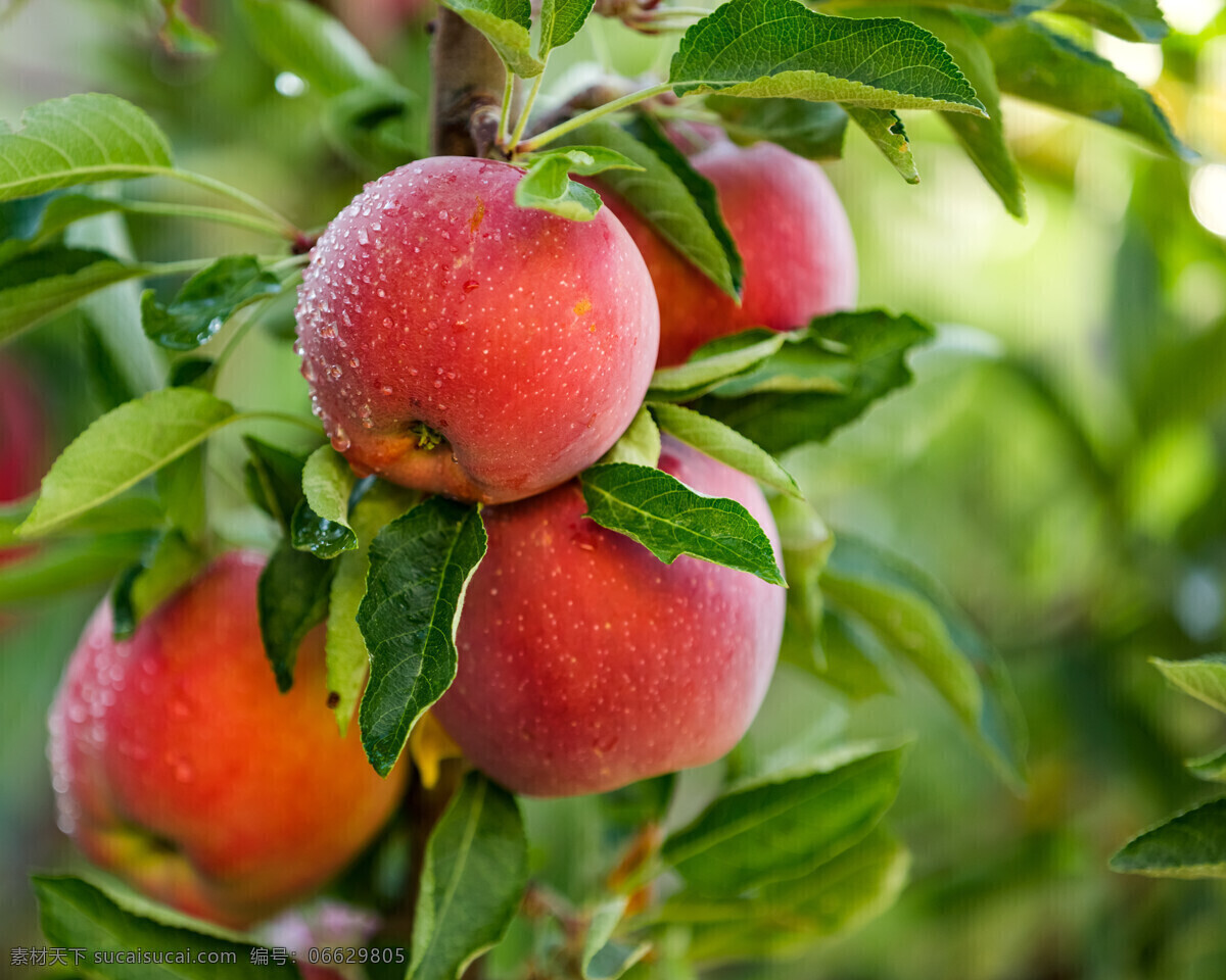 唯美 水果 鲜果 新鲜 苹果 生物世界