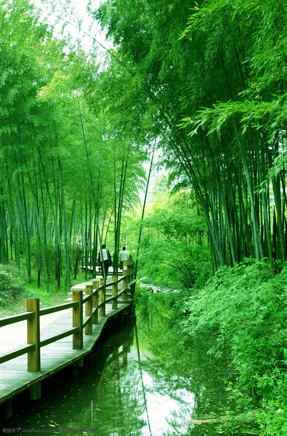 竹海 自然 绿树 青山 绿竹 木桥 游客 旅游摄影 自然风景 摄影图库
