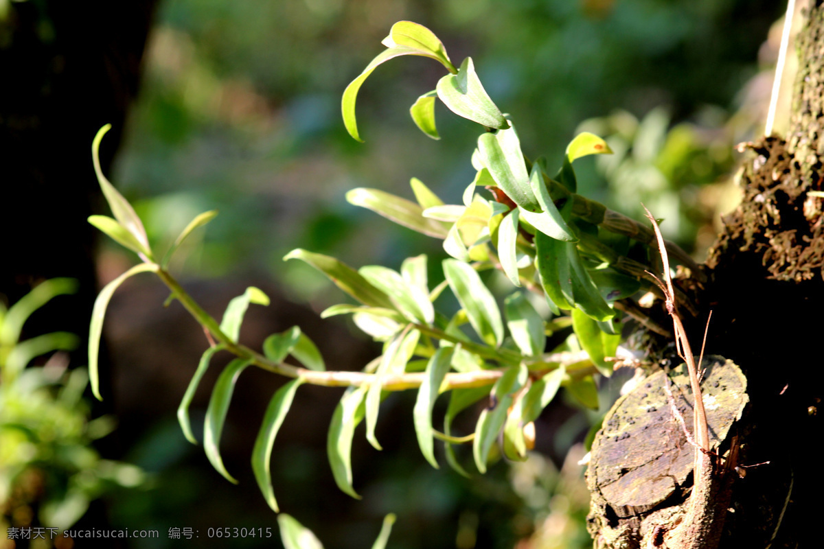 石斛 森林 生态 阳光 药用植物 生根开叶 仿 野生 铁皮 专题 花草 生物世界