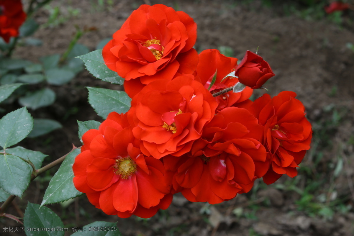 月季花 月月红 蔷薇科花卉 月季 观赏花卉 花骨朵 花卉 植物 园林绿化 绿化景观 花草 花儿 花朵 月季蔷薇 生物世界