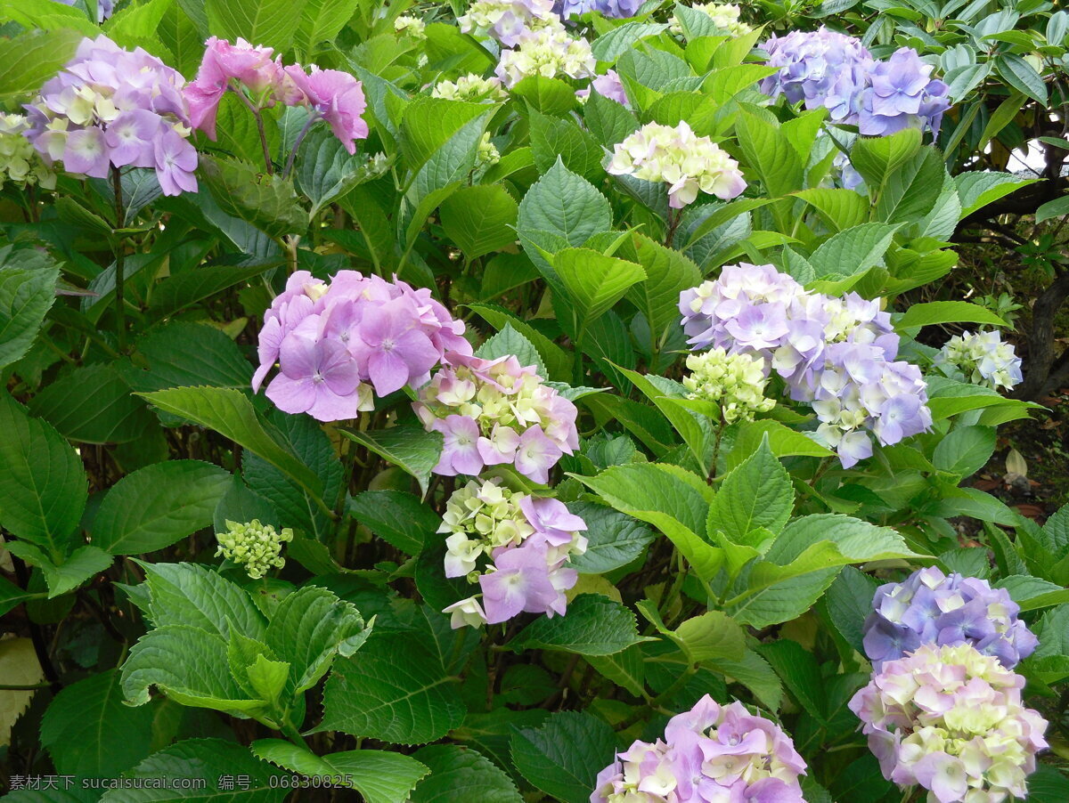 蓝紫色绣球花 绣球花 花朵 花卉 花园 花草 生物世界