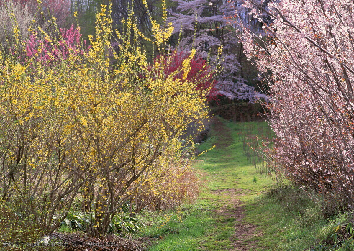 春暖花开 背景 风景 花 花草 花季 摄影图库 植物世界 自然风景 自然景观 花的季节 生活 旅游餐饮