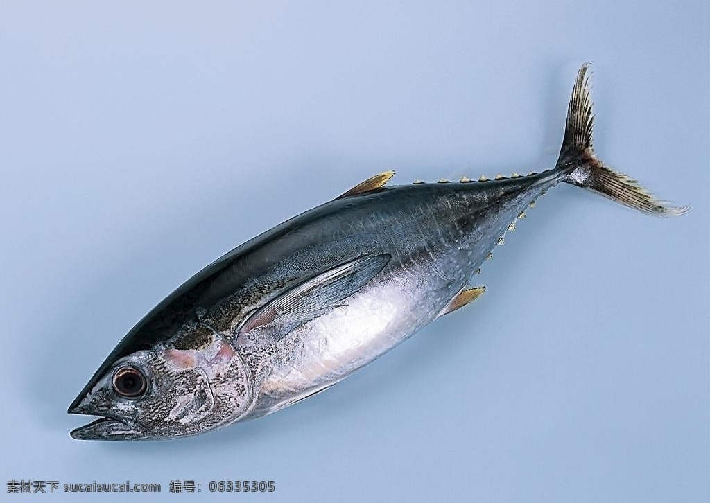 海洋鱼 鱼 海洋 鱼类素材 热带鱼 深地动物 生物世界 鱼类