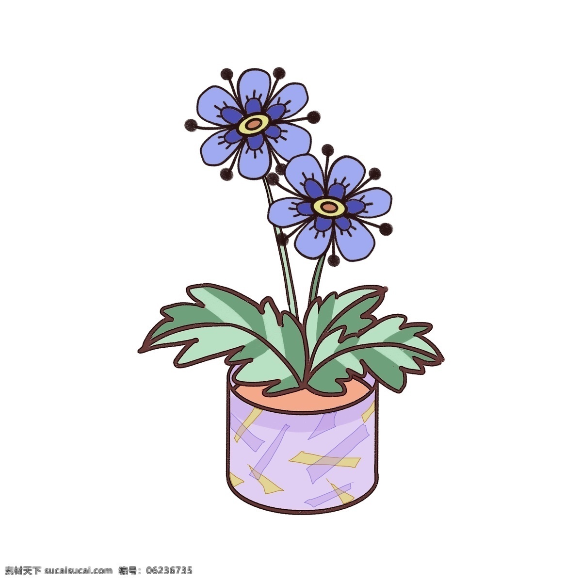 掌 形 叶 花卉 盆栽 蓝紫花朵 植物 绿植 绿野 掌形叶