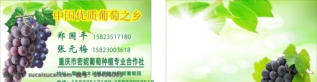 葡萄 名片模板 葡萄图片 绿色背景 卡片