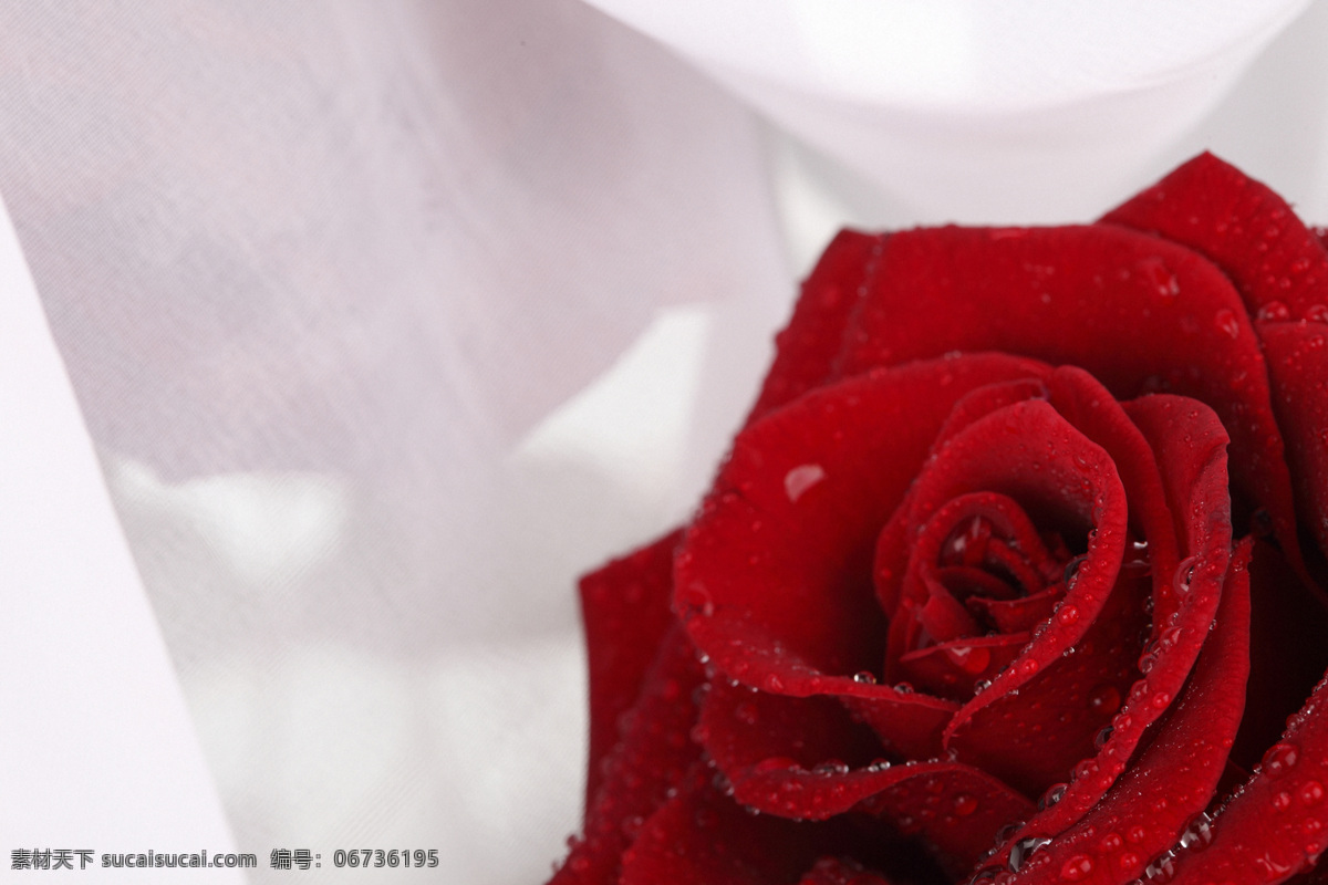 火红 玫瑰花 红玫瑰 美丽鲜花 漂亮花朵 花卉 鲜花摄影 花草树木 生物世界 白色
