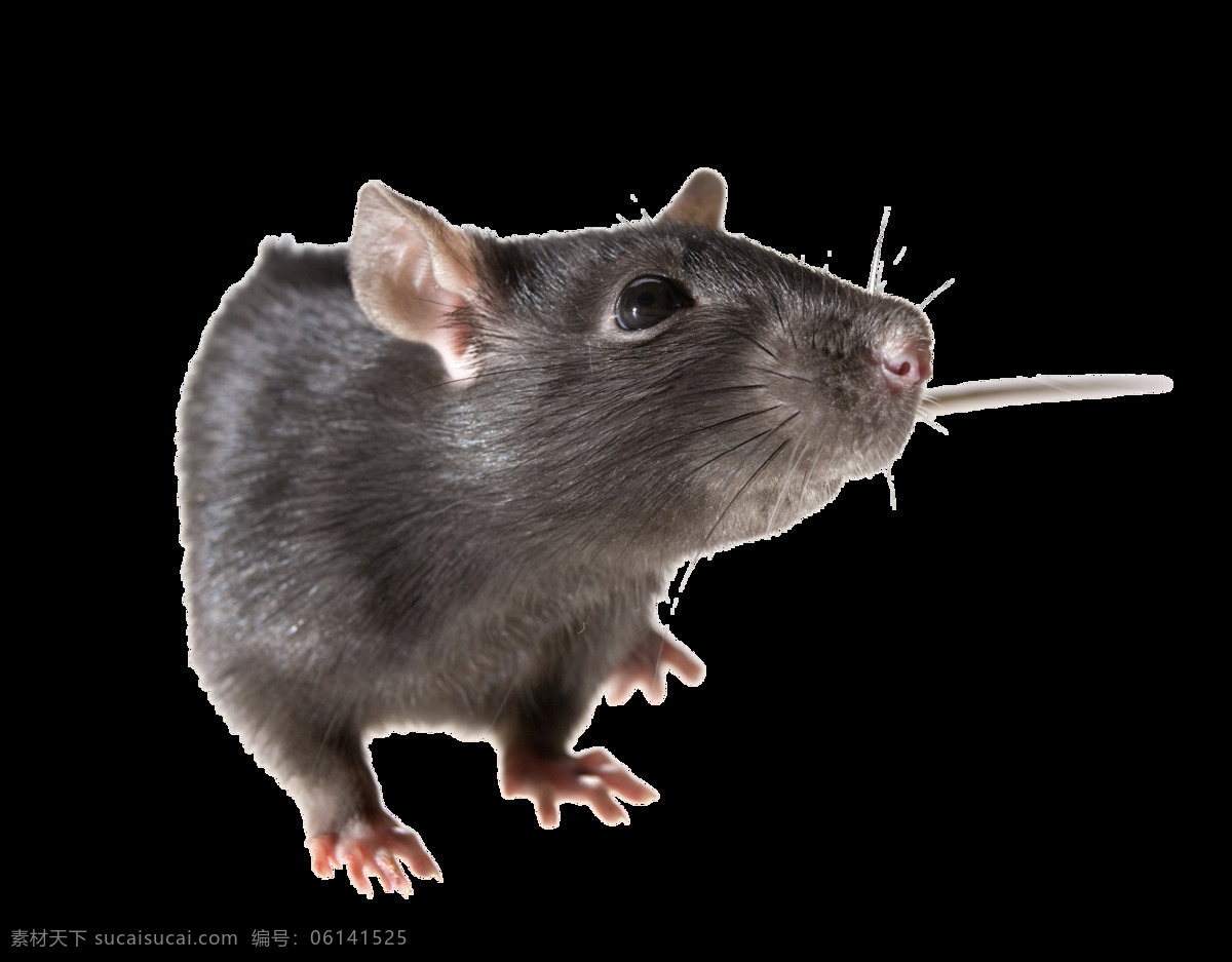 老鼠 头部 特写 免 抠 透明 老鼠头部特写 老鼠图片 可爱老鼠 老鼠特写 老鼠写真 老鼠海报图片 老鼠广告素材 老鼠素材