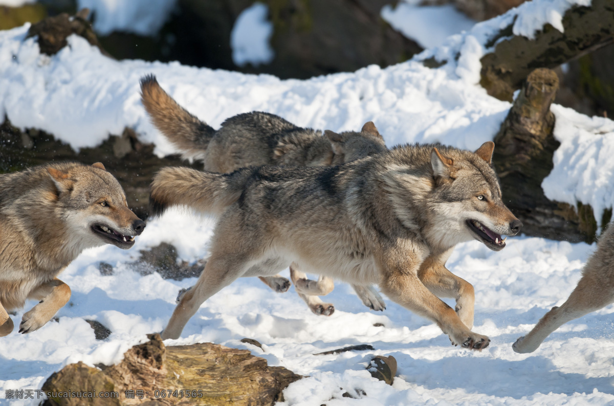 雪地 里 奔跑 狼 狼摄影 动物 动物世界 陆地动物 野生动物 生物世界