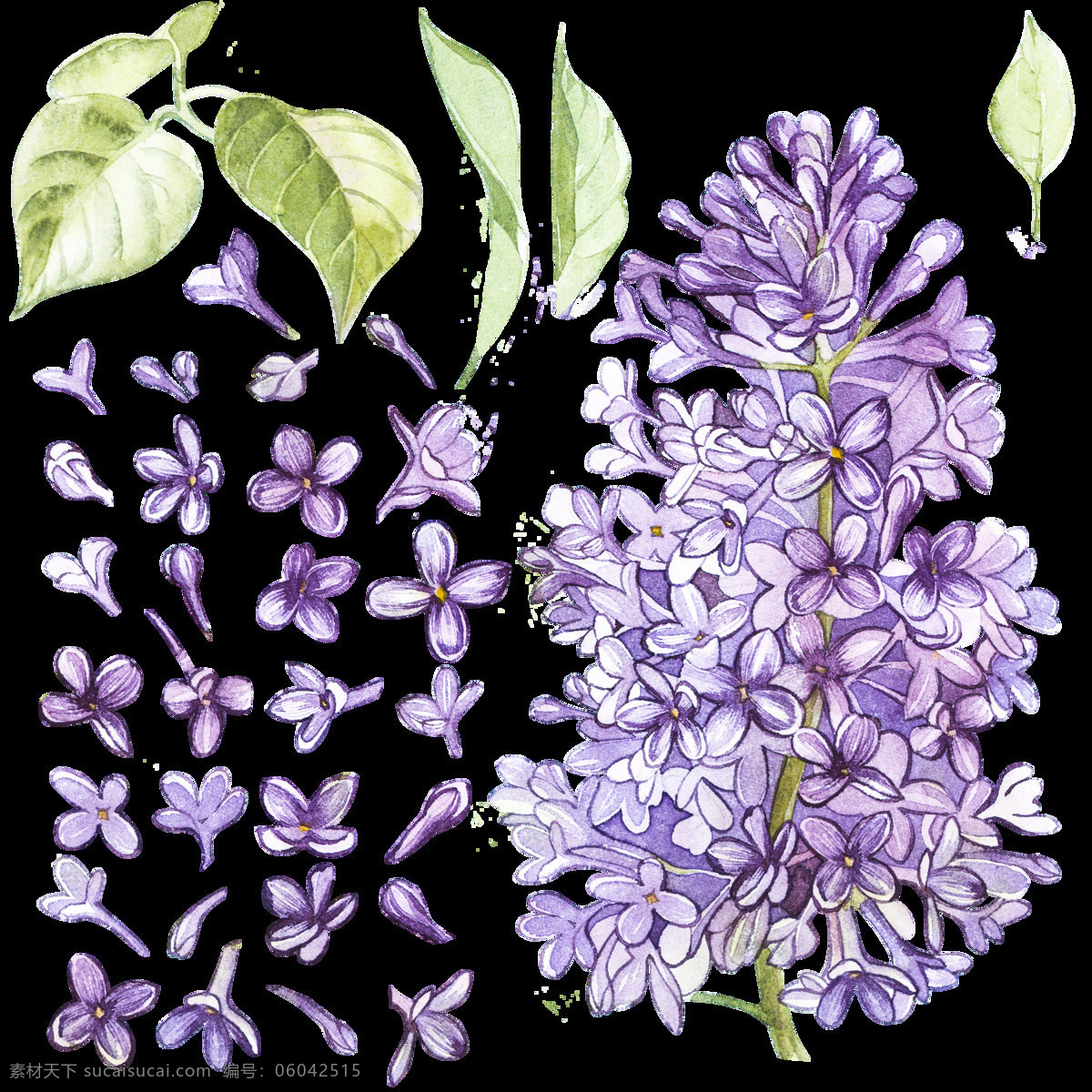 紫色 清新 紫藤花 透明 花儿 清新风格 透明素材 装饰素材