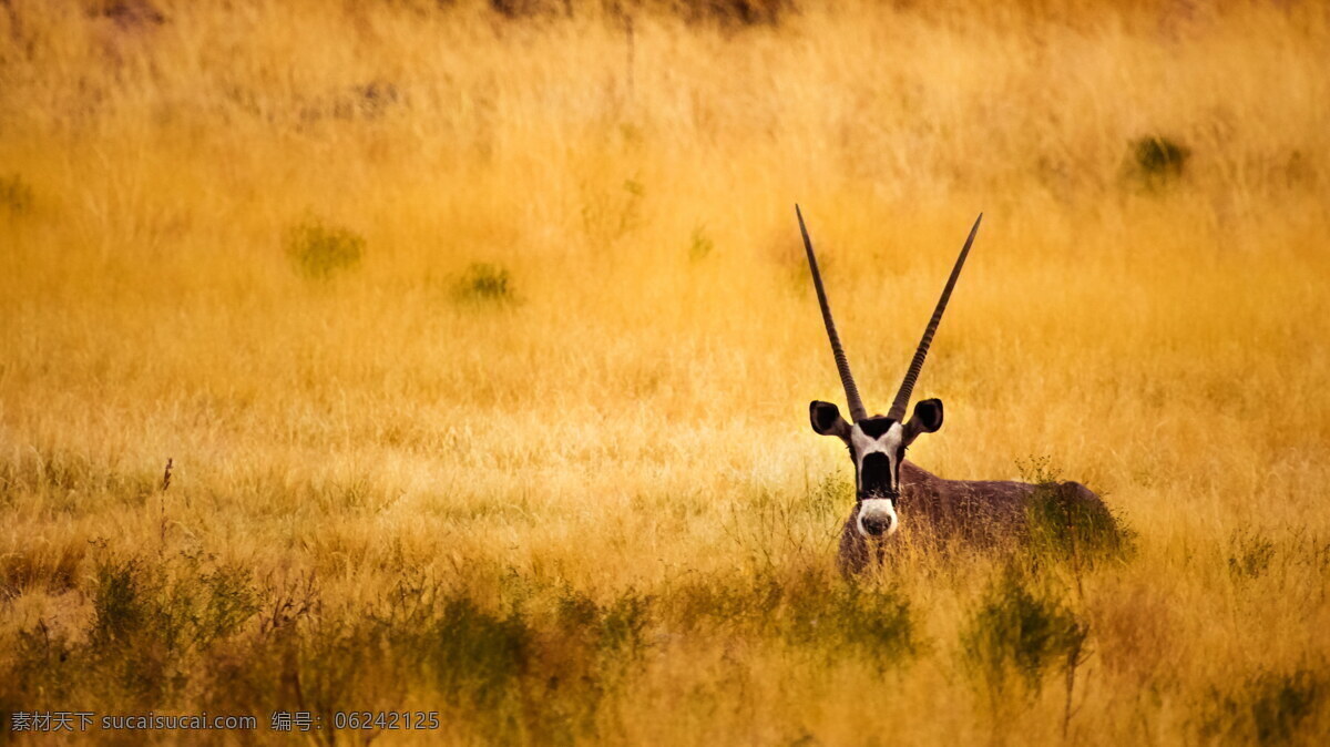 羚羊 草原 非洲 原野 田野 荒草 长角 犄角 动物摄影 野生动物 生物世界