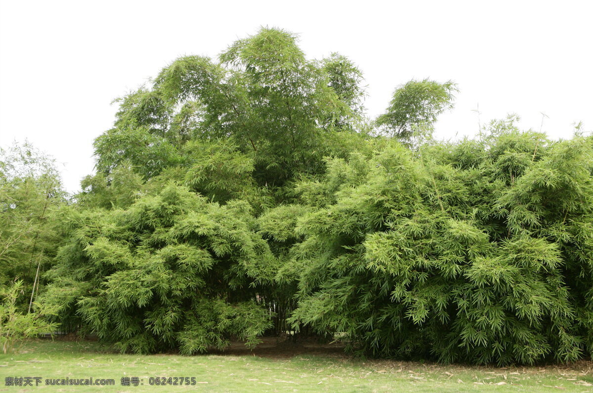 美丽 竹林 高清 绿色 竹子 植物 青草