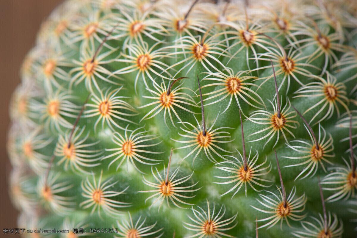 仙人球 仙人掌植物 植物摄影 景观植物 花草树木 生物世界