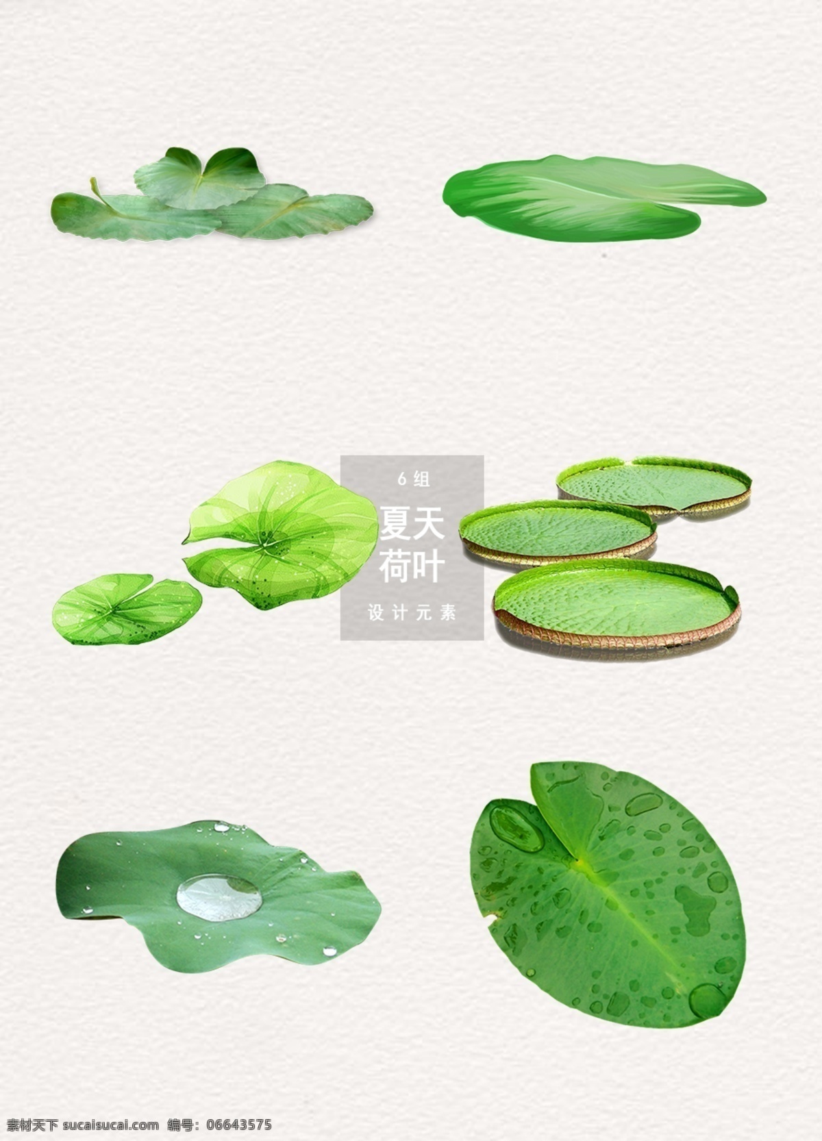 夏天 荷叶 装饰设计 植物 元素 荷叶图