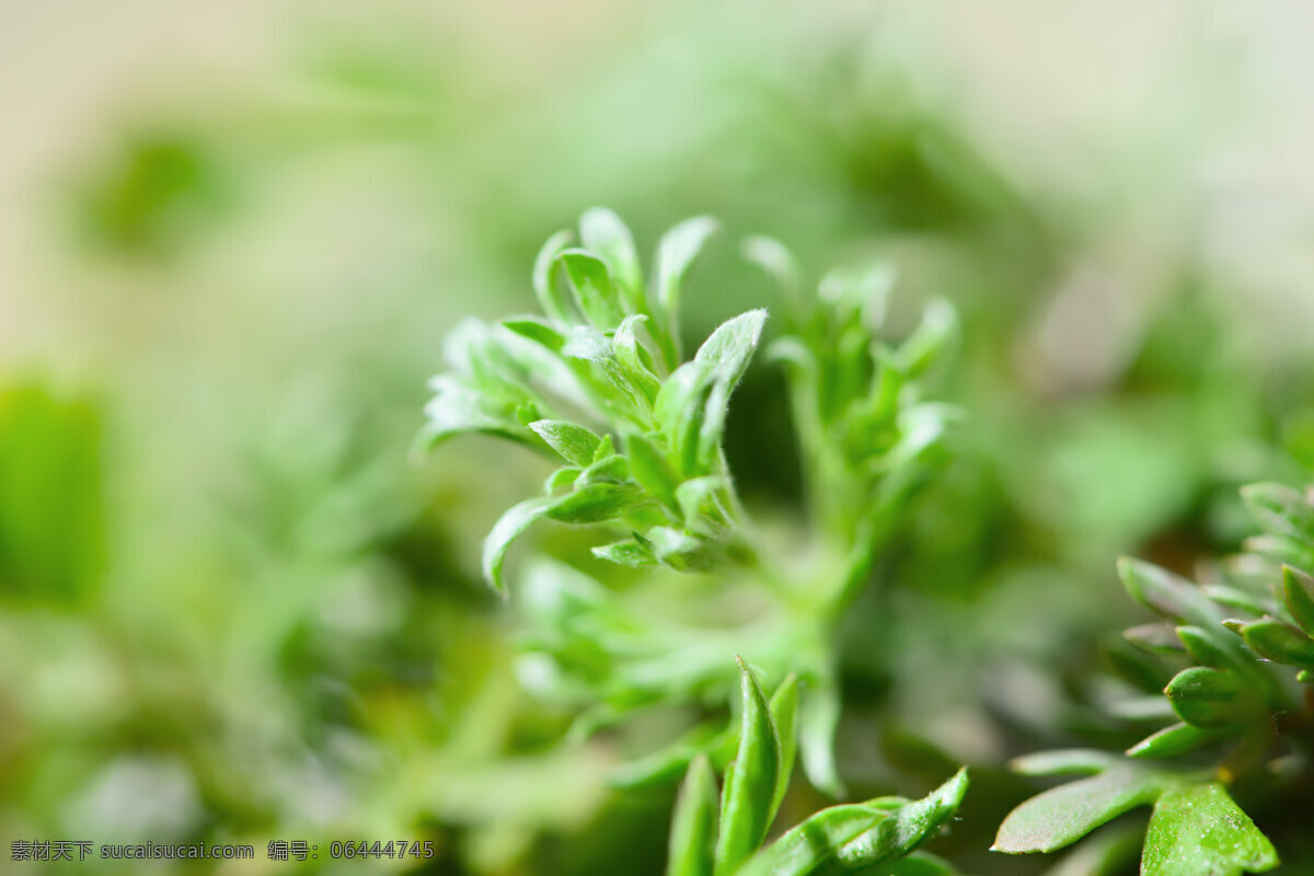 野菜 白蒿 冷蒿 小白蒿 兔毛蒿 寒地蒿 刚蒿 茵陈蒿 阿格 杭姆巴 草本植物 呼伦贝尔 草原 野生 植物 野生花卉 药材 花卉 野花 中药 中药材 植被 药用植物 草药 jepg 生物世界 蔬菜