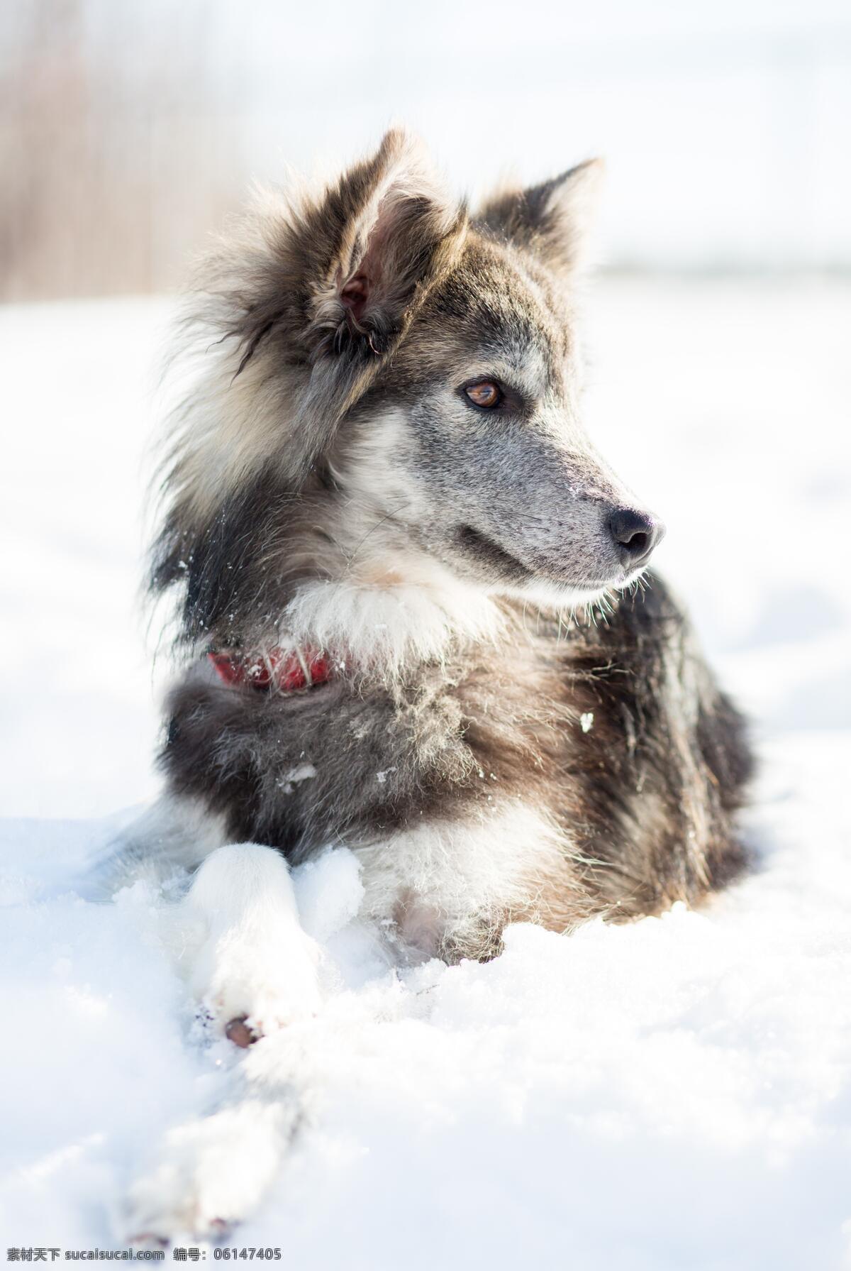 狗摄影图片 狗写真壁纸 哈士奇 泰迪 泰迪犬 旺财 柯基 雪橇犬 阿拉斯加 金毛 金毛犬 牧羊犬 藏獒 松狮 吉娃娃 德牧 边牧 秋田犬 柴犬 蝴蝶犬 博美犬 杜宾犬 贵宾犬 萨摩耶 腊肠犬 斗牛犬 八哥 小狗 土狗 野狗 小奶狗 日本柴犬 母狗 萌宠 狗狗 狗崽 中华田园犬 宠物狗 猎犬 生物世界 其他生物